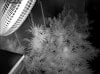 Camshot Flower Room Day30-Day48-Day63 11-27-2016-IR.jpg