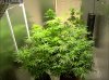 Camshot Flower Room Day16-Day31 10-26-2016-COBs.jpg