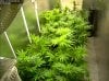 Camshot Flower Room Day10-Day28-Day43 11-07-2016-COBs.jpg