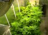 Camshot Flower Room Day16-Day34-Day49 11-13-2016-COBs.jpg