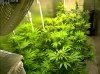 Camshot Flower Room Day22-Day40-Day55 11-19-2016-COBs.jpg