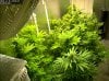 Camshot Flower Room Day29-Day47-Day62 11-26-2016-COBs.jpg