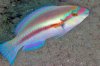 Slippery dick.jpg