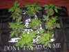 time wreck x green avenger day 14 veg(2).JPG