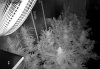 Camshot Flower Room Day42-Day60-Day75 12-09-2016-IR.jpg