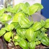 genovese basil.jpg