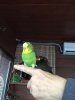 budgie.JPG.jpg