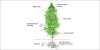 sugars-in-marijuana-photosynthesis-diagram.jpg