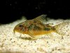 300px-Corydoras_paleatus_in_current.jpg