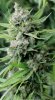 BlueDream-Day65-COBs-1.JPG