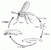 Fungus gnat life cycle.gif