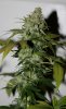 BRxBD-P1-Day60-COBs-Harvest-2.JPG