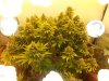 2764292d1368071124-vegas-micro-mini-grow-w-2648573d1368071124-french-cannoli-hash-thread.jpeg