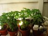 030409grow 005.jpg