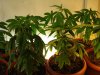 030409grow 001.jpg