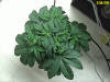 first_grow_day30c.gif