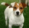 jack-russell-terrier-05.jpg