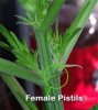 female-pistils-e1361204838434.jpg