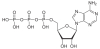 Adenosintriphosphat_protoniert.svg.png