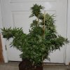 BlueDream-Day66-Harvest-COBs-1.JPG