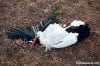 stork_IMG_2494.jpg