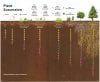 succession-microbes_gardeningWnature.jpg