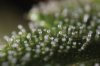 trichomes.jpg