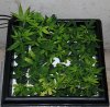 Clones-Update-01-09-2017-1.JPG