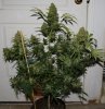 BlueRipper-F2-P3-Day73-Harvest-COBs-1.JPG