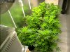 Camshot Flower Room Day7 01-16-2017-COBs.jpg