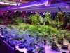 t5 led tube greens.jpg