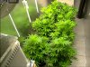 Camshot Flower Room Day9 01-18-2017-COBs.jpg