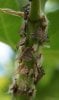 passionvine leaf hopper nymph and adult.jpg