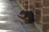 squirrel-w-breadstick.jpg