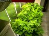 Camshot Flower Room Day15 01-24-2017-COBs.jpg