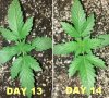 DAY 13 TO 14 COMPARISON.jpg