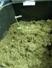 bagseed10mar09.jpg