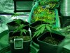 day 4 highworthy first grow multi strain 4x4.jpg