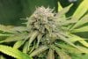 BlueRipperxHarlequin-P1-Day49-1.JPG