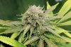 BlueRipperxHarlequin-P1-Day49-1.JPG