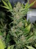 BlueRipper-F2-P5-Day54.JPG