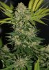 BlueRipper-F2-P3-Day54.JPG