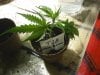 Day 52 - 1st Clones T2B.jpg