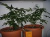 Day 60 - Day 18 of Flowering BOTH PLANTS.jpg