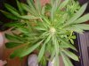 Top View 4weeks flowering 11_10.JPG