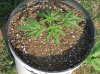 Seedling upcannedSend.jpg