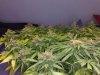 uk cheese 35 days flower 3.JPG