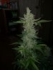 Gorilla glue~05~01.jpg