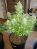 Gorilla glue~06~01.jpg