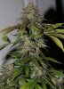 BlueHarley-Day56-Harvest-2.JPG